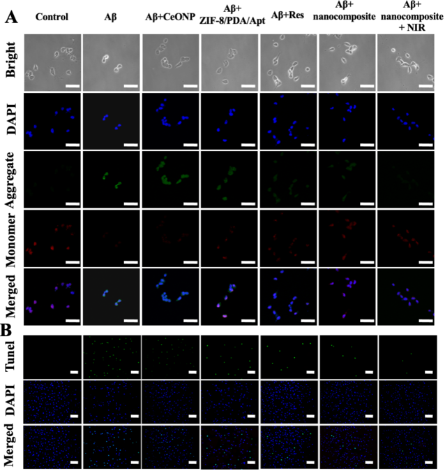 【圖五】探針在細胞水平的治療效果考察